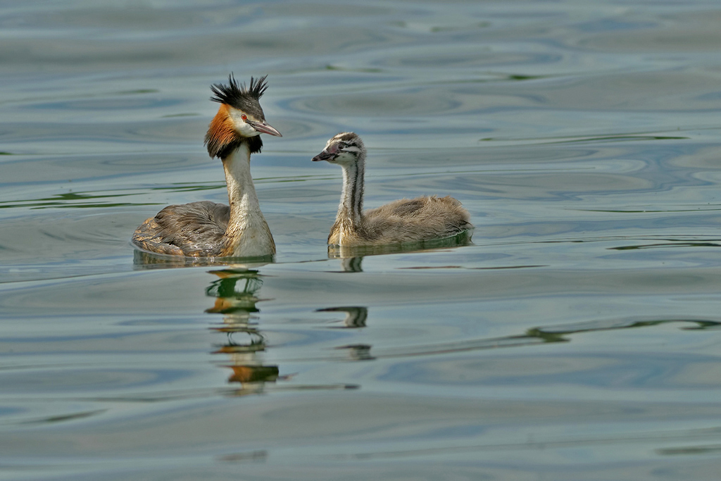 SVASSO MAGGIORE  con pullo  ( Podiceps cristatus  )